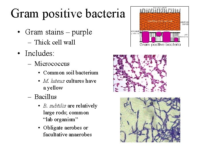 Gram positive bacteria • Gram stains – purple – Thick cell wall • Includes: