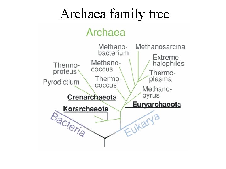 Archaea family tree 