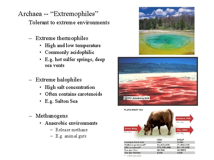 Archaea -- “Extremophiles” Tolerant to extreme environments – Extreme thermophiles • High and low