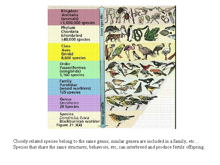 Closely related species belong to the same genus, similar genera are included in a