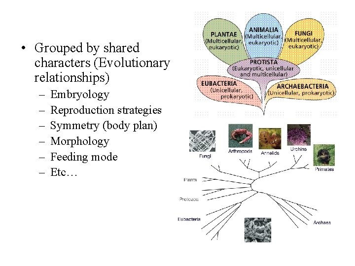  • Grouped by shared characters (Evolutionary relationships) – – – Embryology Reproduction strategies