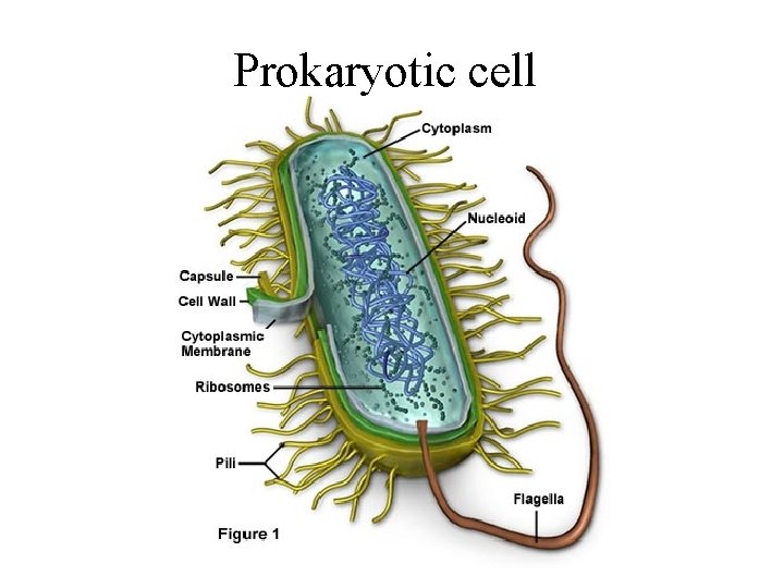 Prokaryotic cell 