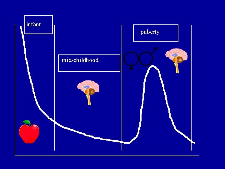 infant puberty mid-childhood 