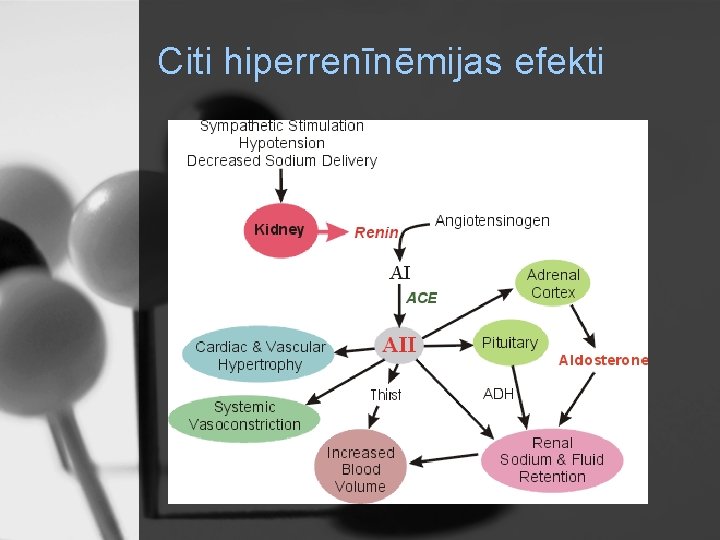 Citi hiperrenīnēmijas efekti 