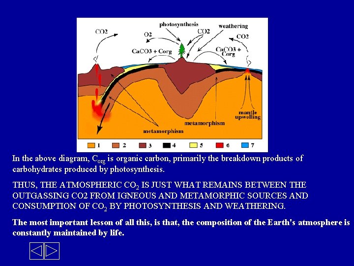 In the above diagram, Corg is organic carbon, primarily the breakdown products of carbohydrates