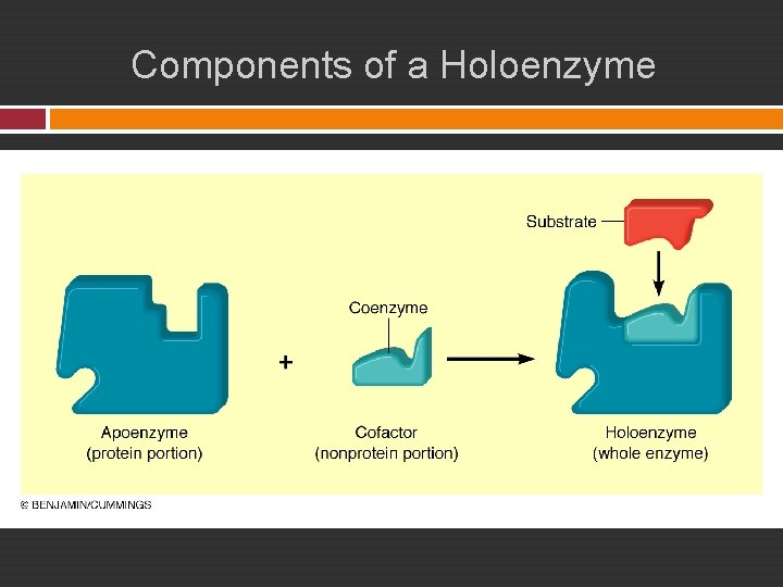 Components of a Holoenzyme 