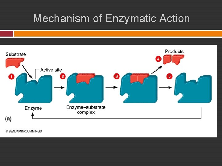 Mechanism of Enzymatic Action 