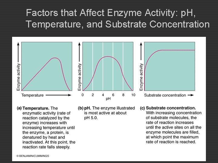 Factors that Affect Enzyme Activity: p. H, Temperature, and Substrate Concentration 