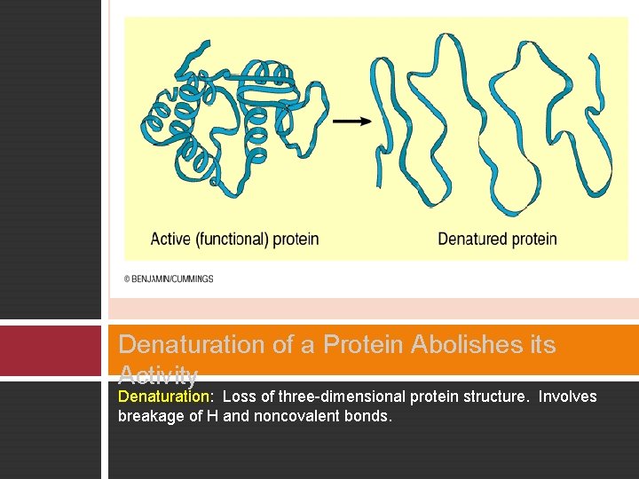 Denaturation of a Protein Abolishes its Activity Denaturation: Loss of three-dimensional protein structure. Involves
