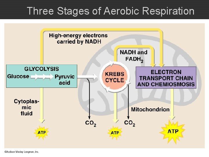 Three Stages of Aerobic Respiration 