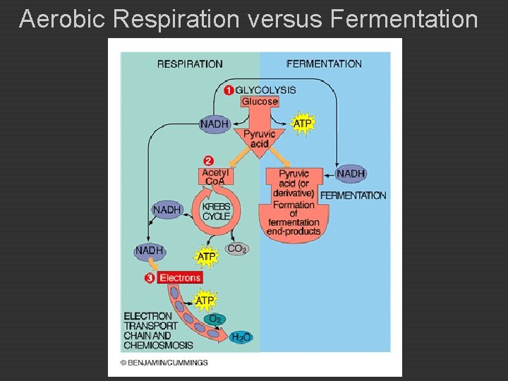 Aerobic Respiration versus Fermentation 