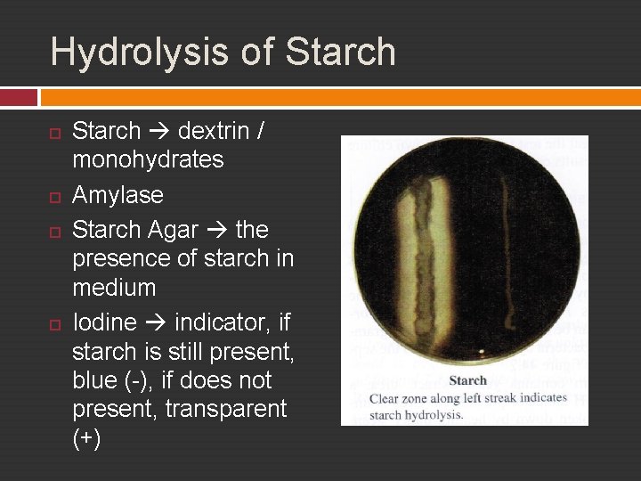 Hydrolysis of Starch dextrin / monohydrates Amylase Starch Agar the presence of starch in