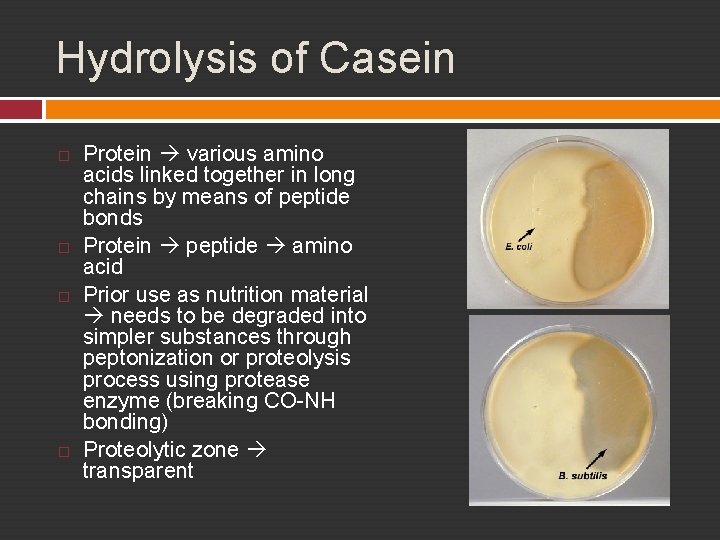 Hydrolysis of Casein Protein various amino acids linked together in long chains by means