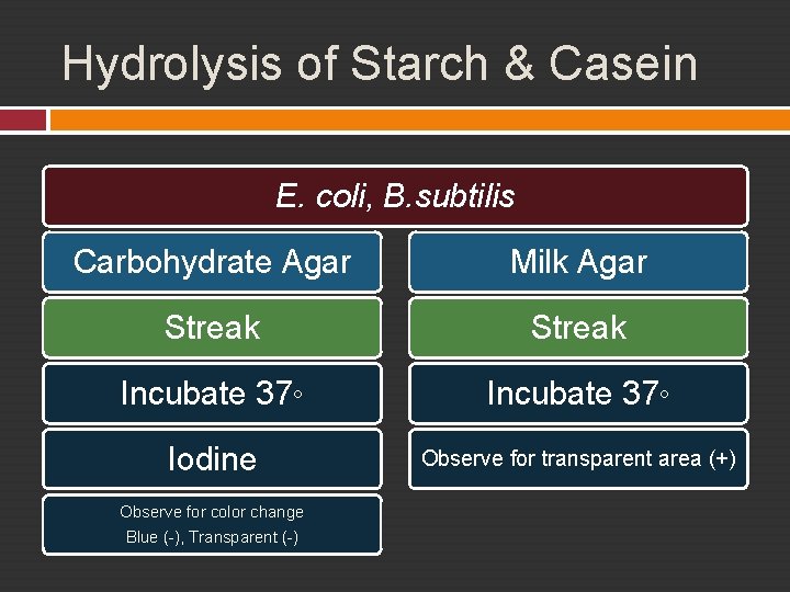 Hydrolysis of Starch & Casein E. coli, B. subtilis Carbohydrate Agar Milk Agar Streak