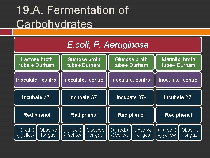 19. A. Fermentation of Carbohydrates E. coli, P. Aeruginosa Lactose broth tube + Durham