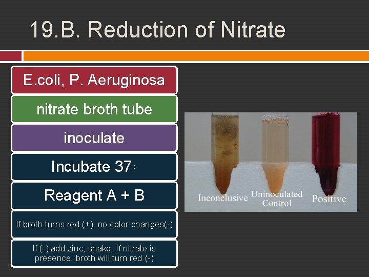 19. B. Reduction of Nitrate E. coli, P. Aeruginosa nitrate broth tube inoculate Incubate
