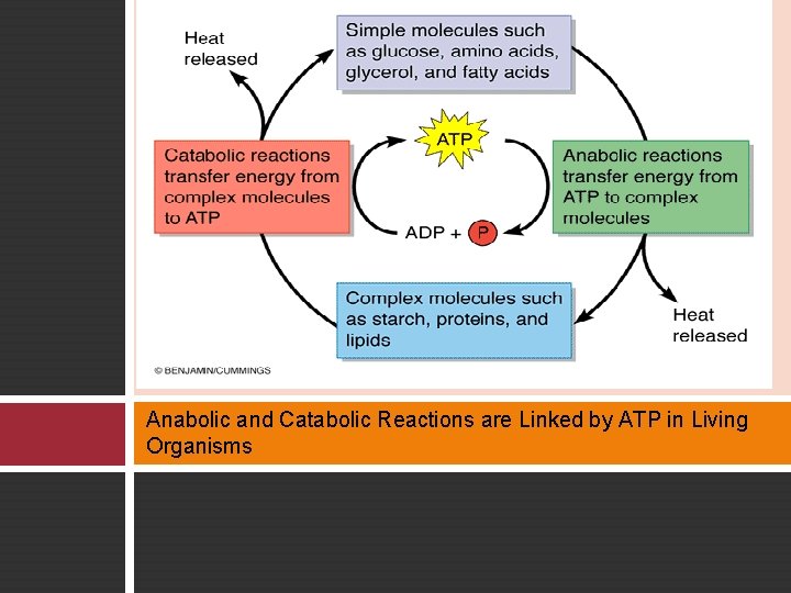 Anabolic and Catabolic Reactions are Linked by ATP in Living Organisms 