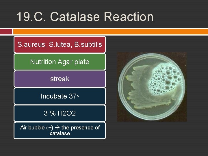 19. C. Catalase Reaction S. aureus, S. lutea, B. subtilis Nutrition Agar plate streak