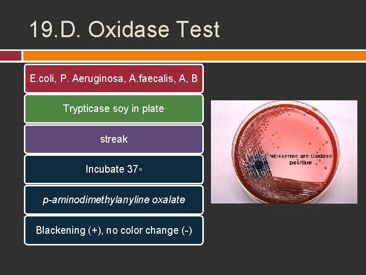19. D. Oxidase Test E. coli, P. Aeruginosa, A. faecalis, A, B Trypticase soy