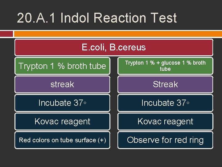 20. A. 1 Indol Reaction Test E. coli, B. cereus Trypton 1 % broth