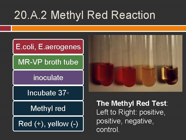 20. A. 2 Methyl Red Reaction E. coli, E. aerogenes MR-VP broth tube inoculate