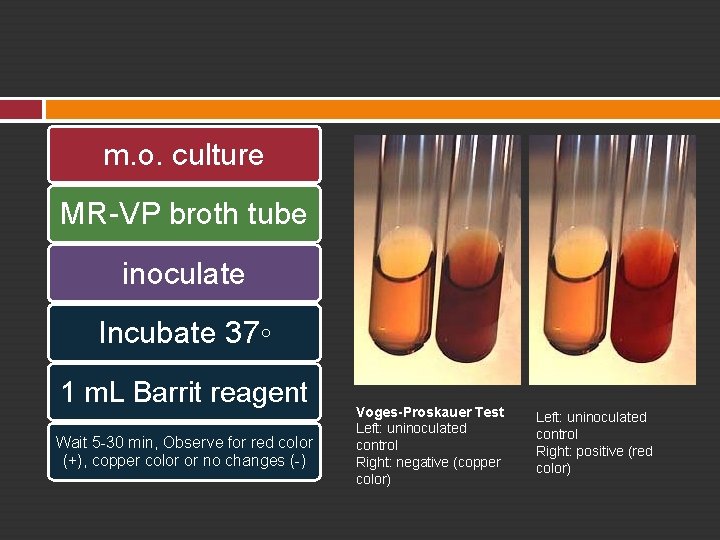 m. o. culture MR-VP broth tube inoculate Incubate 37◦ 1 m. L Barrit reagent