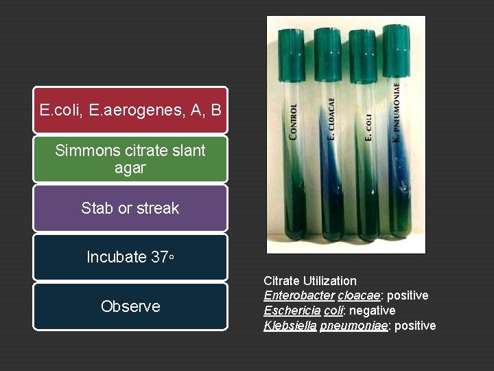 E. coli, E. aerogenes, A, B Simmons citrate slant agar Stab or streak Incubate