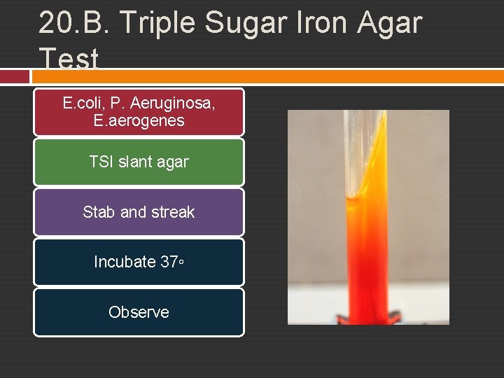 20. B. Triple Sugar Iron Agar Test E. coli, P. Aeruginosa, E. aerogenes TSI