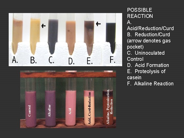 POSSIBLE REACTION A. Acid/Reduction/Curd B. Reduction/Curd (arrow denotes gas pocket) C. Uninoculated Control D.
