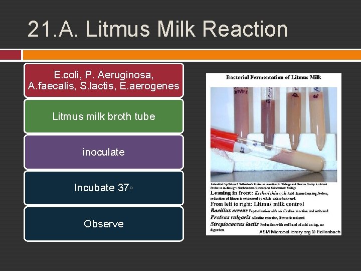 21. A. Litmus Milk Reaction E. coli, P. Aeruginosa, A. faecalis, S. lactis, E.
