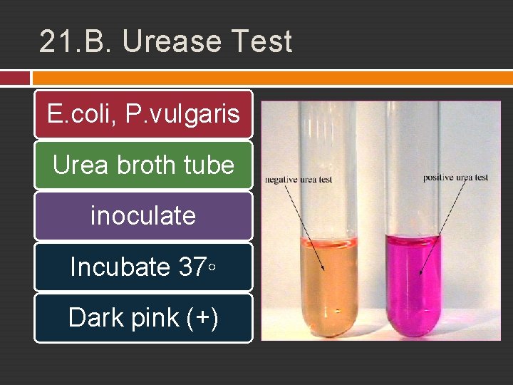 21. B. Urease Test E. coli, P. vulgaris Urea broth tube inoculate Incubate 37◦