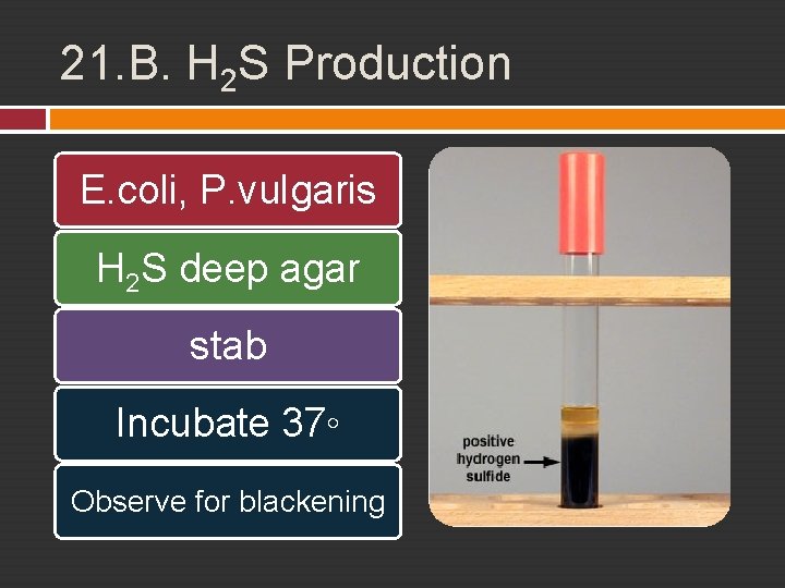 21. B. H 2 S Production E. coli, P. vulgaris H 2 S deep