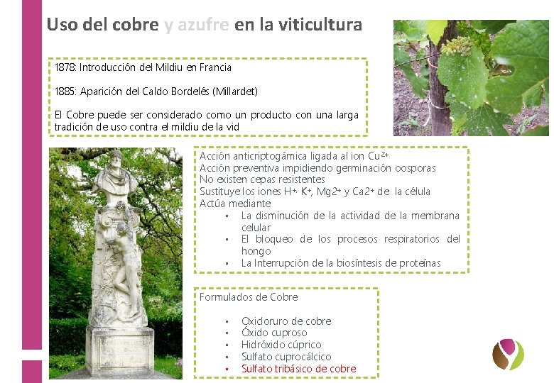 Uso del cobre y azufre en la viticultura 1878: Introducción del Mildiu en Francia