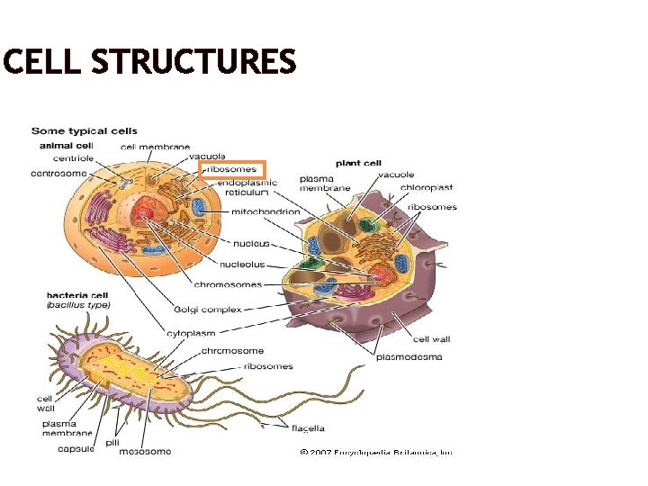 CELL STRUCTURES 