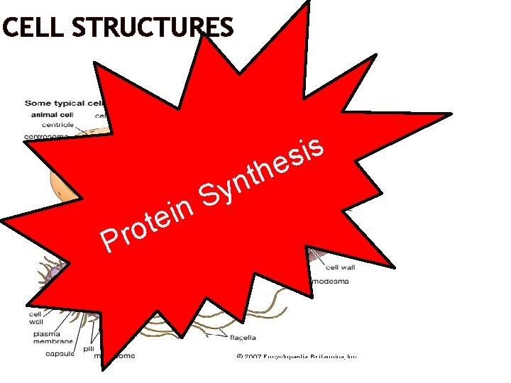 CELL STRUCTURES e t o r P S in h t yn s i