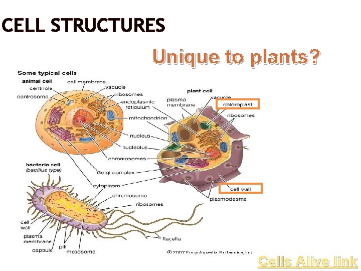 CELL STRUCTURES Unique to plants? Cells Alive link 