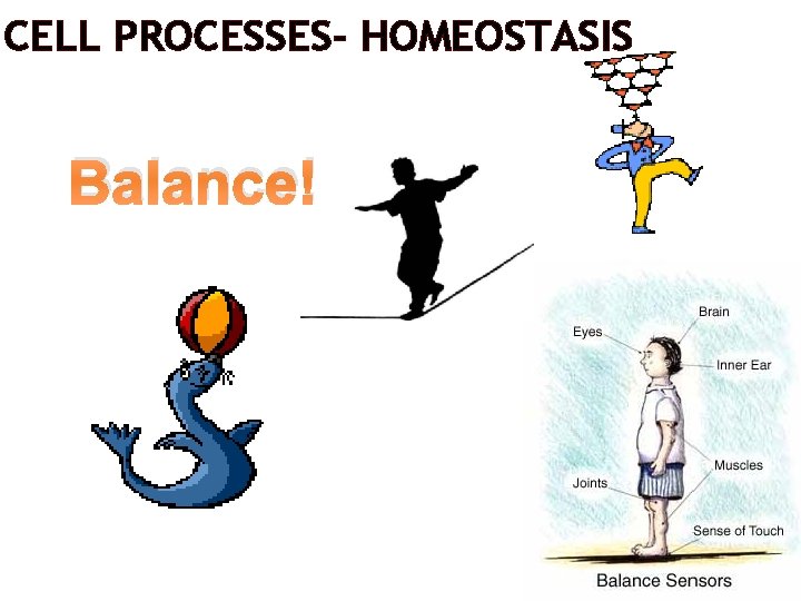 CELL PROCESSES- HOMEOSTASIS Balance! 