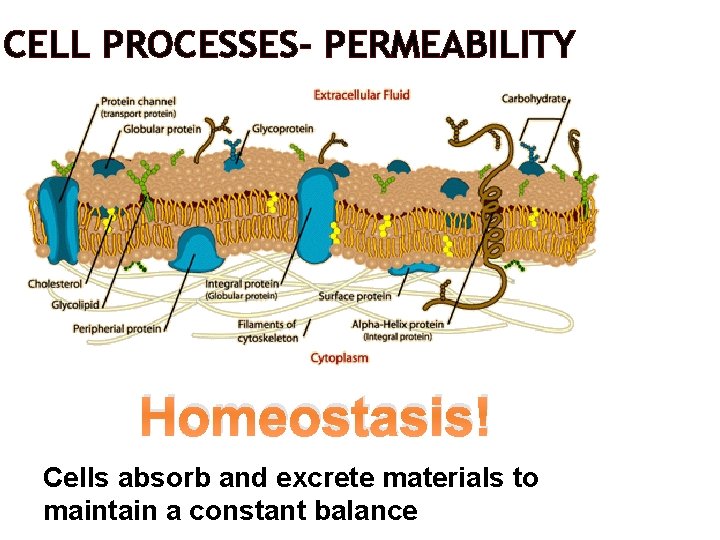 CELL PROCESSES- PERMEABILITY Homeostasis! Cells absorb and excrete materials to maintain a constant balance