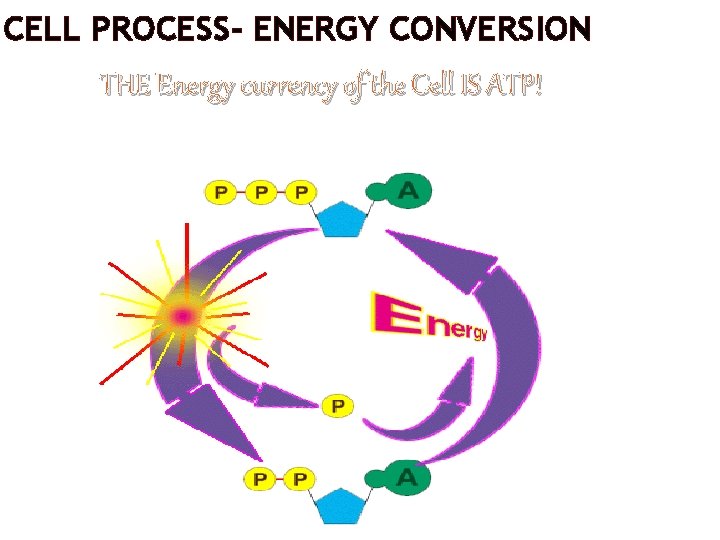 CELL PROCESS- ENERGY CONVERSION THE Energy currency of the Cell IS ATP! 