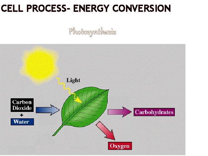 CELL PROCESS- ENERGY CONVERSION Photosynthesis 