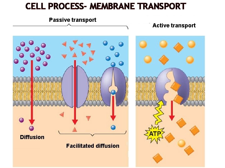 CELL PROCESS- MEMBRANE TRANSPORT Passive transport Diffusion Facilitated diffusion Active transport 