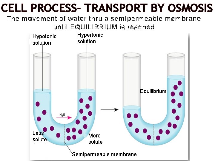 CELL PROCESS- TRANSPORT BY OSMOSIS The movement of water thru a semipermeable membrane until