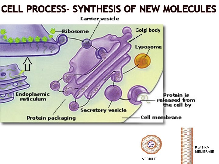 CELL PROCESS- SYNTHESIS OF NEW MOLECULES 