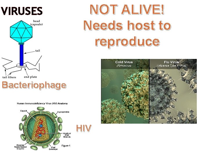 VIRUSES NOT ALIVE! Needs host to reproduce Bacteriophage HIV 