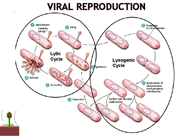 VIRAL REPRODUCTION Lytic Cycle Lysogenic Cycle 