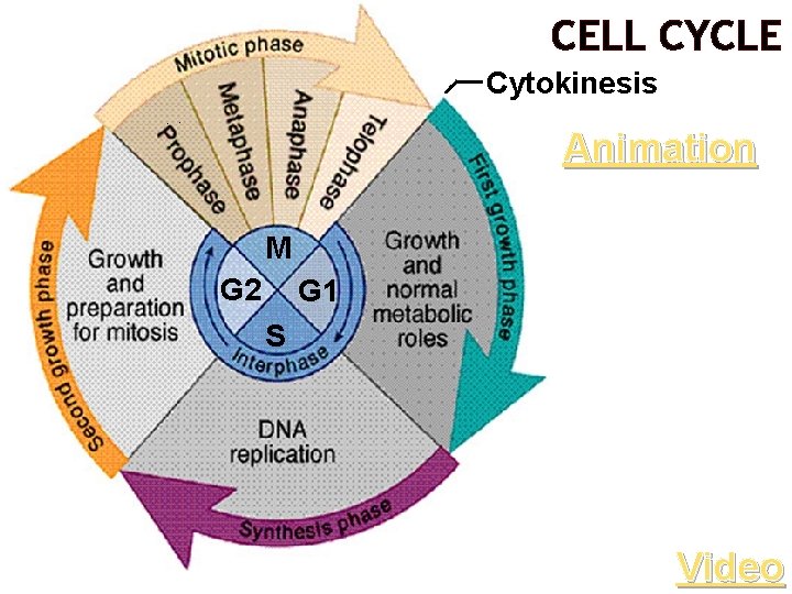 CELL CYCLE Cytokinesis Animation M G 2 G 1 S Video 