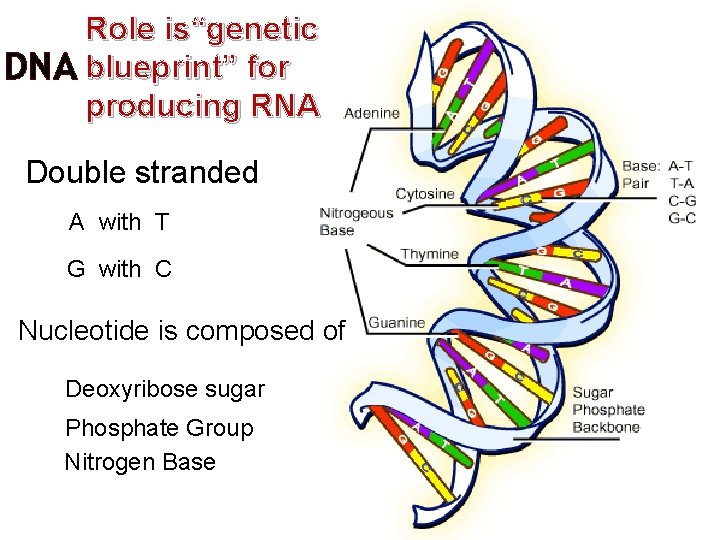 Role is“genetic DNA blueprint” for producing RNA Double stranded A with T G with