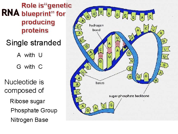 Role is“genetic RNA blueprint” for producing proteins Single stranded A with U G with