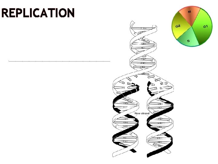 REPLICATION ________ 