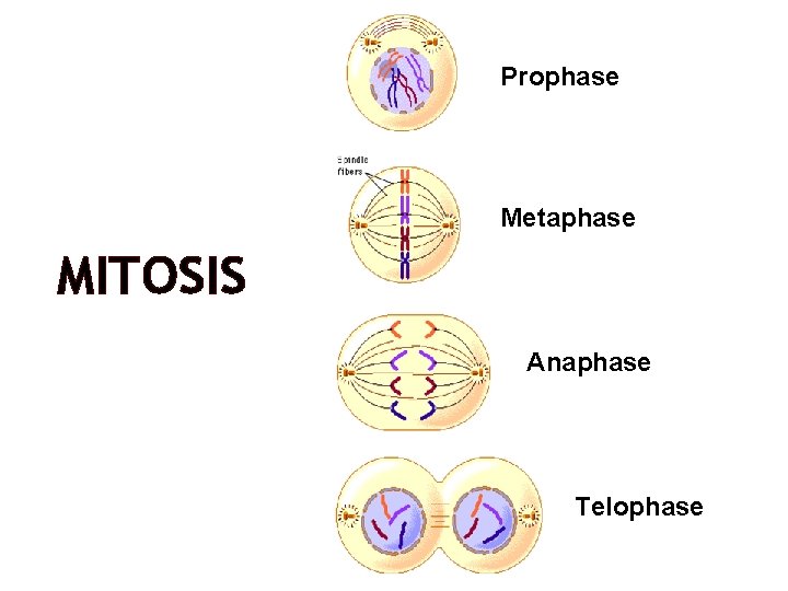 Prophase Metaphase MITOSIS Anaphase Telophase 